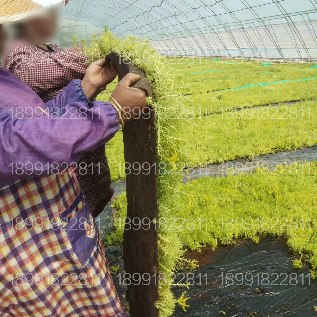 西安佛甲草屋顶无土绿化种植基地.jpg