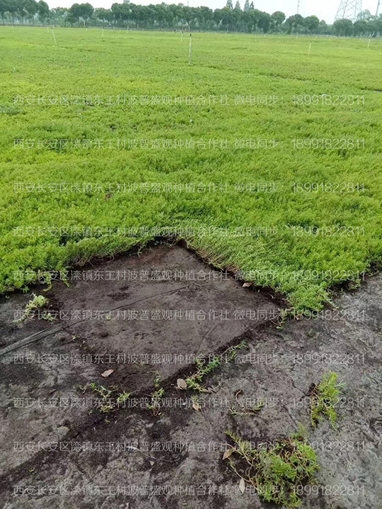 西安佛甲草屋顶无土绿化种植基地.jpg