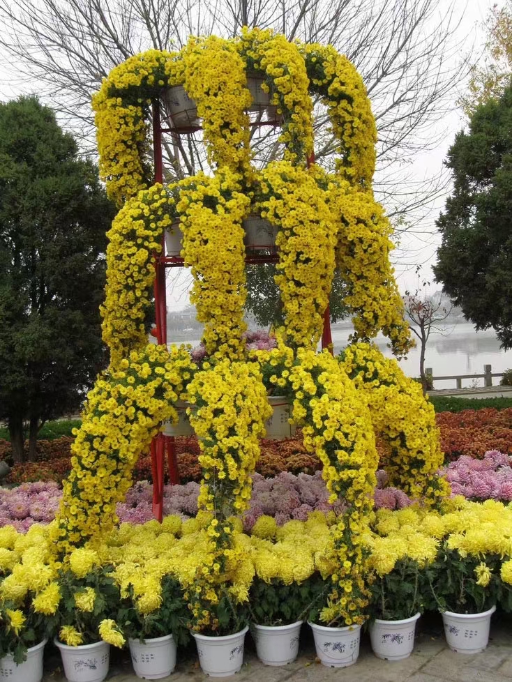        菊花展布展中造型菊的妙用.jpg